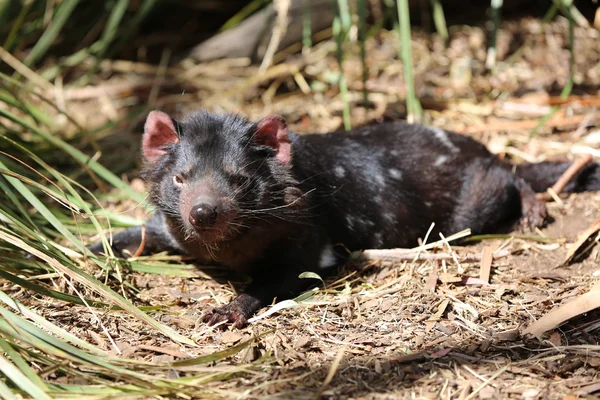 Tasmania Diablo primer plano — Foto de Stock