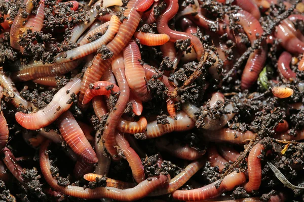 Gusanos de tierra en compost —  Fotos de Stock