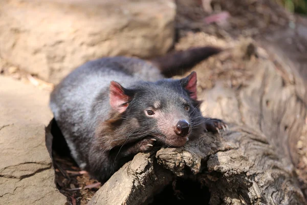 Tasmanie diable gros plan — Photo