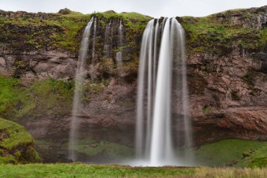 Seljalandsfoss şelalesi yazın Angelica, İzlanda ile çevrilidir. Güney İzlanda, 1. Yol