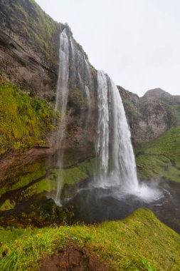 Seljalandsfoss şelalesi yazın Angelica, İzlanda ile çevrilidir. Güney İzlanda, 1. Yol