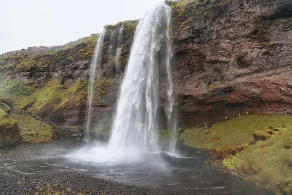 Cachoeira Seljalandsfoss Cercada Por Angelica Verão Islândia Islândia Sul Rota — Fotografia de Stock