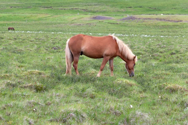 Icelandic horse on green pasture in summer