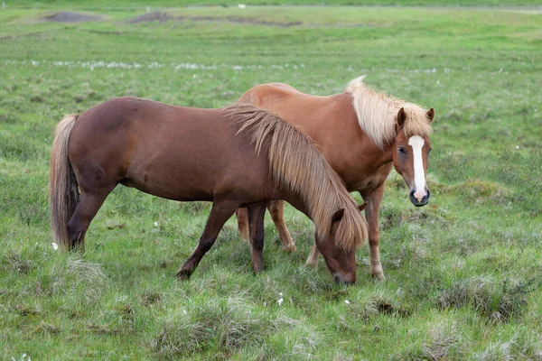 Dois Cavalos Islandeses Pasto Verde Verão — Fotografia de Stock