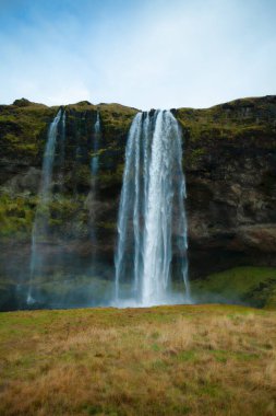 Seljalandsfoss şelalesi yazın Angelica, İzlanda ile çevrilidir. Güney İzlanda, 1. Yol