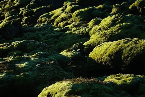 Paysage Volcanique Recouvert Mousse Arctique Douce Islande — Photo