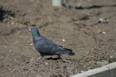 Güvercin Şehir Parkı .