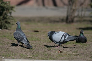 Güvercin Şehir Parkı .