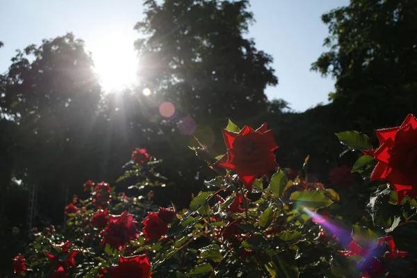 Rosa dopo la pioggia . — Foto Stock