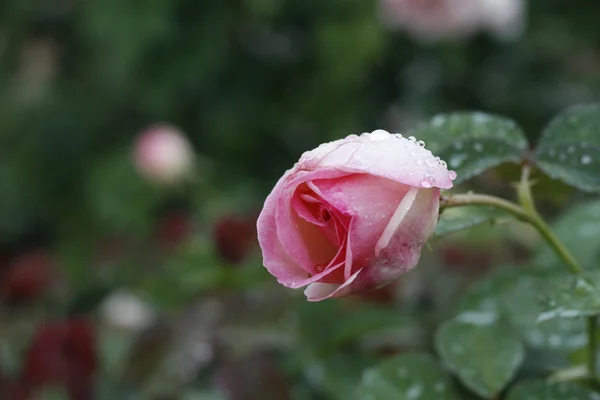 Róża po deszczu. — Zdjęcie stockowe