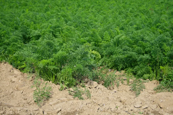 Carrot field. — Stock Photo, Image