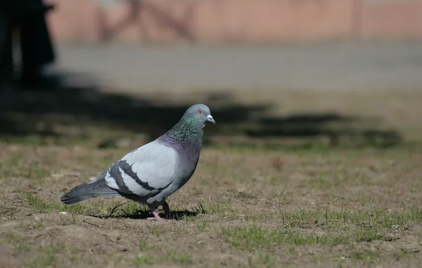 Pomba no parque da cidade  . — Fotografia de Stock