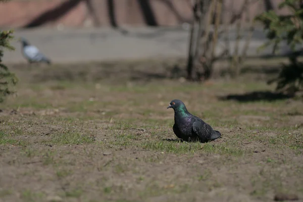 Duif in het stadspark . — Stockfoto