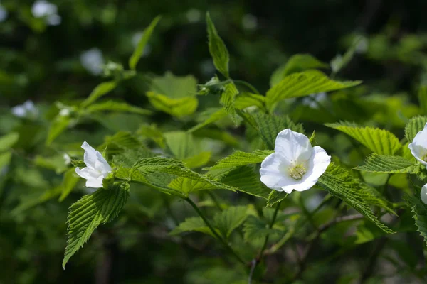 野の花. — ストック写真