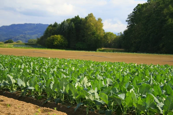 Kohlrabi im Feld. Stockfoto