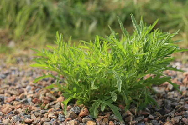 Grüne Busch-Rucola zwischen den Steinen. — Stockfoto