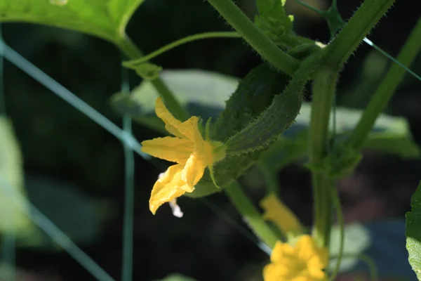 Pepino de Bush durante la floración . —  Fotos de Stock