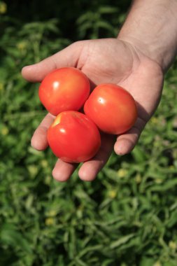 El yeşil bush domates arka plan üzerinde üç domates ile.