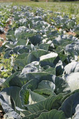 Lahana parlak güneşli bir günde alanı.