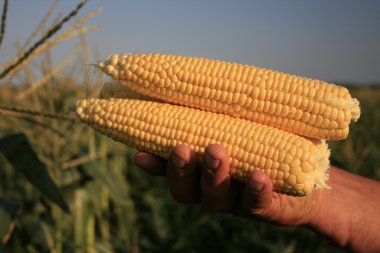 Tatlı Mısır kulakları.