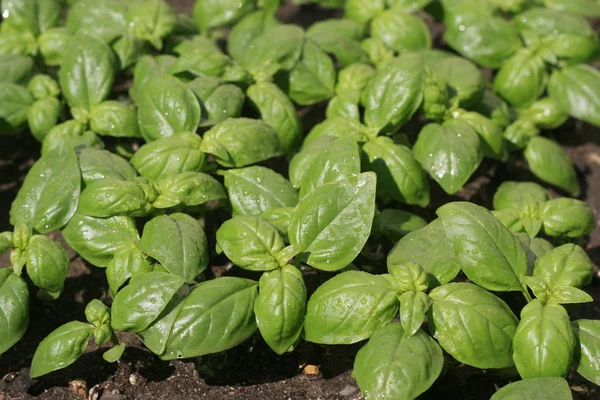 Albahaca después de la lluvia en luz solar brillante . —  Fotos de Stock