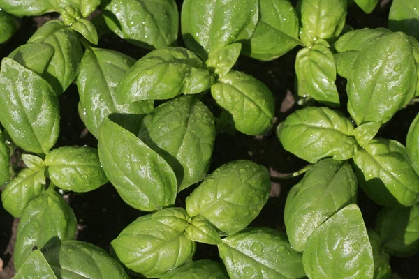 Albahaca después de la lluvia en luz solar brillante . —  Fotos de Stock