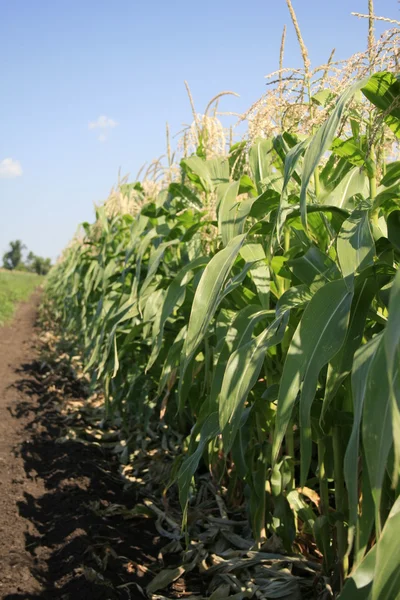 Sweet corn field. — Stock Photo, Image