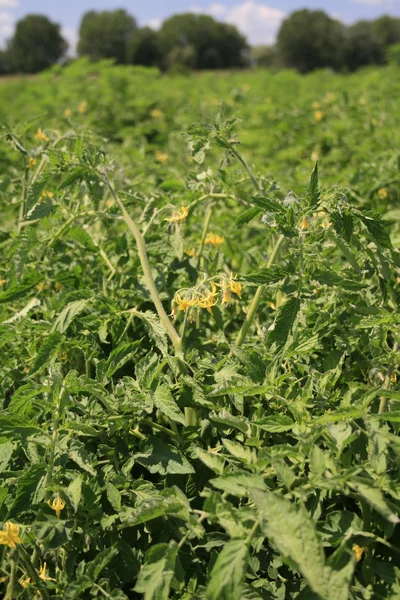 Arbustes en fleurs tomate . — Photo