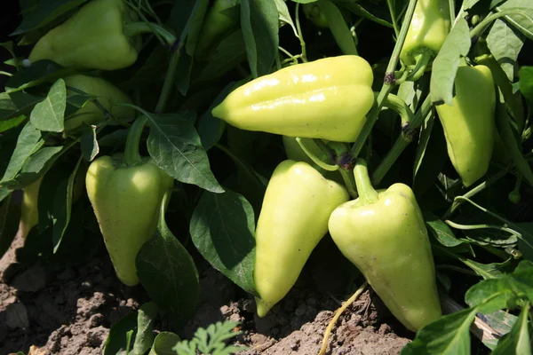 Cosecha fresca de pimiento dulce . —  Fotos de Stock