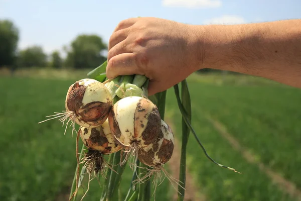 Cosechar cebollas en el campo . —  Fotos de Stock