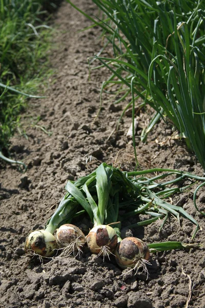 Récolte des oignons au champ . — Photo