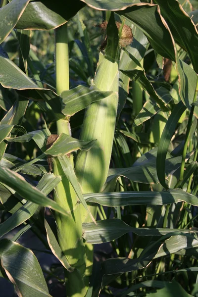 Ears of sweet corn. — Stock Photo, Image