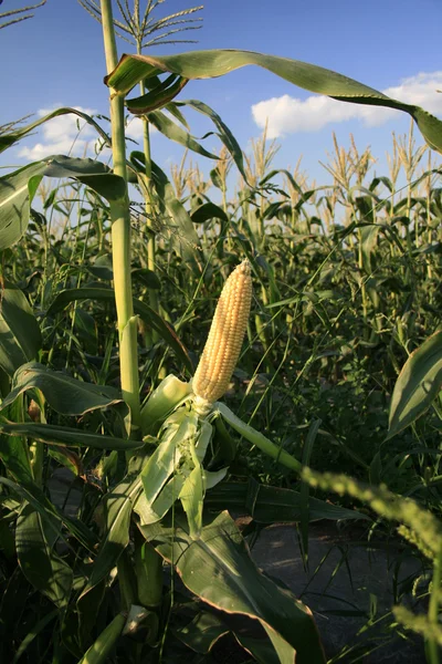 Ears of sweet corn. — Stock Photo, Image