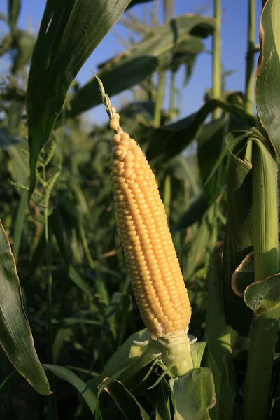 Ears of sweet corn.