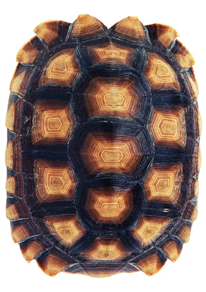Tortoiseshell — Stock fotografie