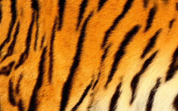 Bengalisches Tigerfell. — Stockfoto