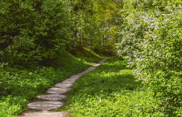 Chodnik w zaroślach — Zdjęcie stockowe