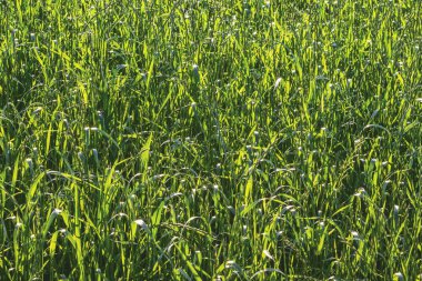 Haying için bir çiftlik alanı