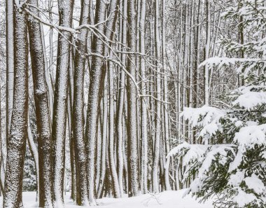 Eski park bir kar yağışı sonra
