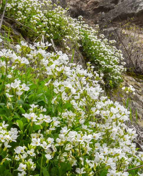 Flores blancas. Las montañas de Crimea en abril — Foto de Stock