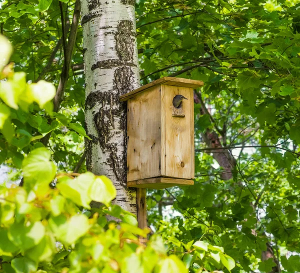 Young starling peeking out of the birdhouse — Stock Photo, Image