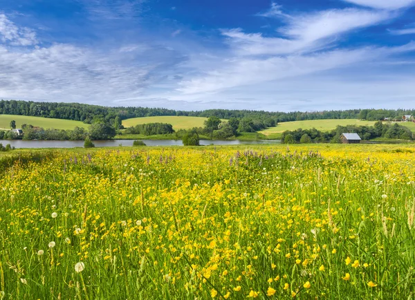 Copos de manteiga em flor. Muranovo, região de Moscou, Rússia — Fotografia de Stock