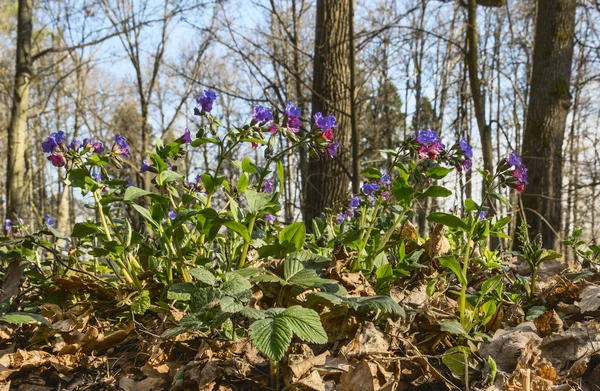 Jarní lesní průhlednost. Květiny Plicník (pulmonaria) — Stock fotografie