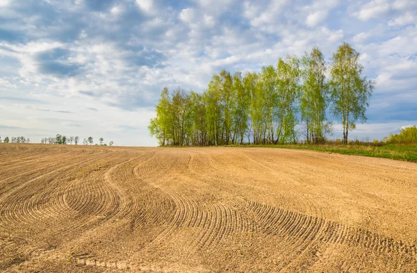 Sown field. Countryside in Central Russia — Stock Photo, Image