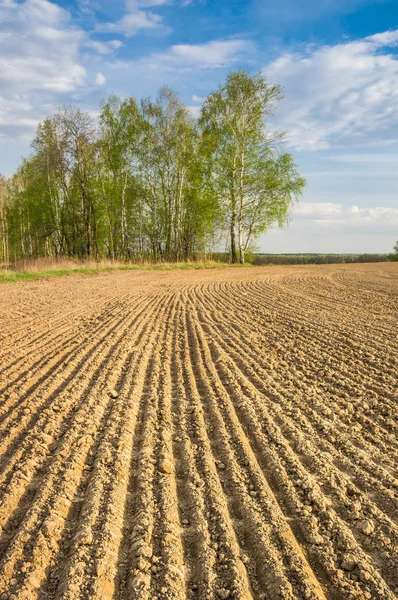 Sown field. Countryside in Central Russia — Stock Photo, Image