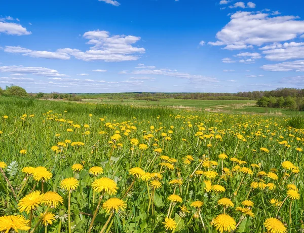 Scena primaverile con denti di leone — Foto Stock