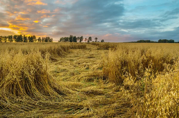 Ubytování ovsa. Západ slunce v létě. Centrální Rusko — Stock fotografie