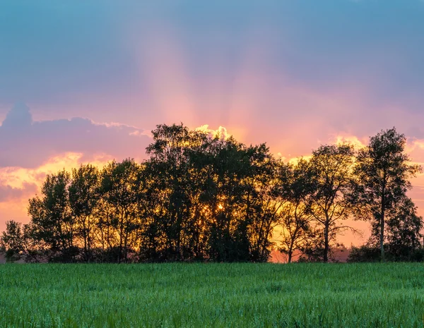 Coucher de soleil sur le champ d'avoine — Photo