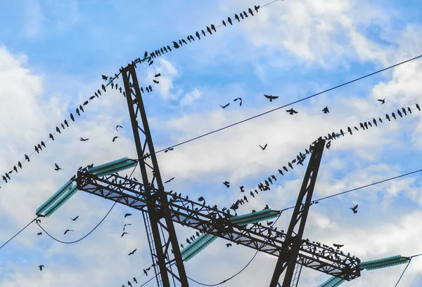 The rooks are going for autumn migration — Stock Photo, Image