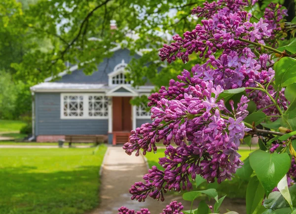 Blooming lilac in the garden — Stock Photo, Image